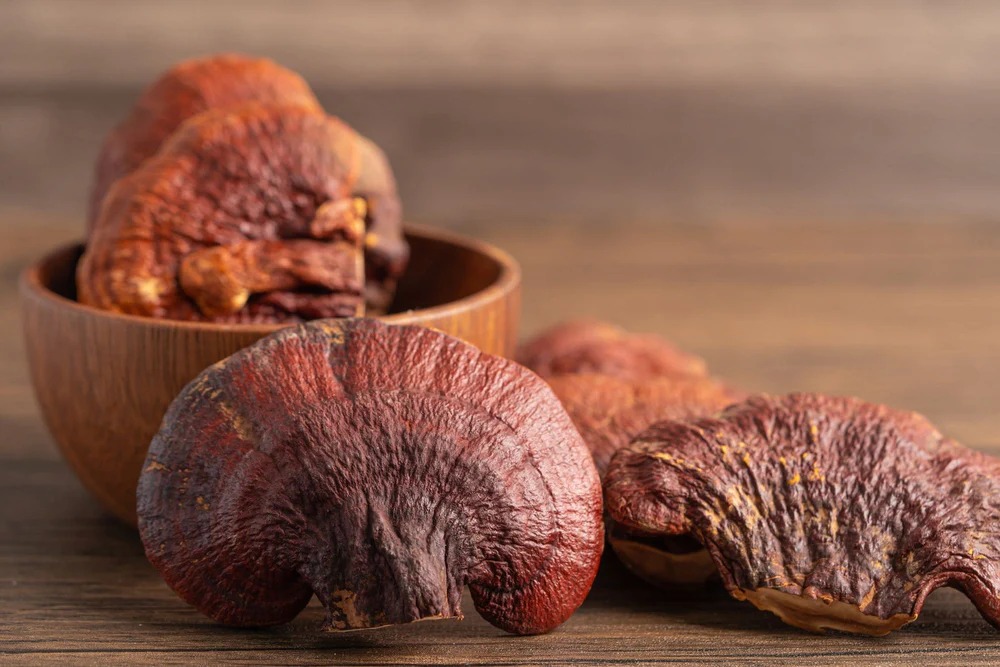 Reishi mushroom in FungoFit Double Cacao protein bar