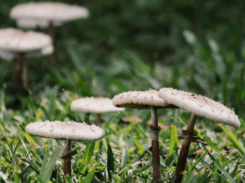 Benefits of mushroom-based nutrition