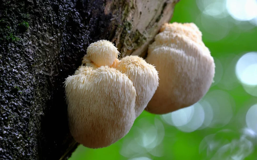 Lion’s Mane Mushroom Benefits