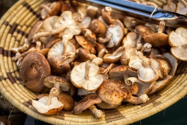 Are Mushrooms Really Good For Weight Loss?
